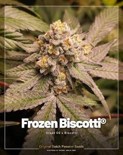 Frozen Biscotti Strain                           Cannabis Palace