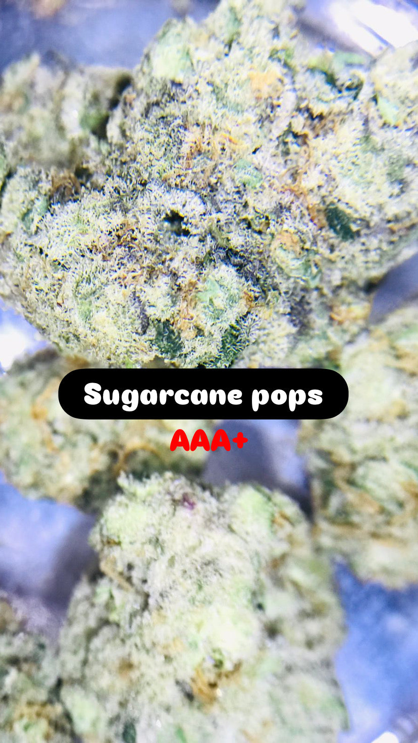 Sugarcane Pops Strain                         Cannabis Palace