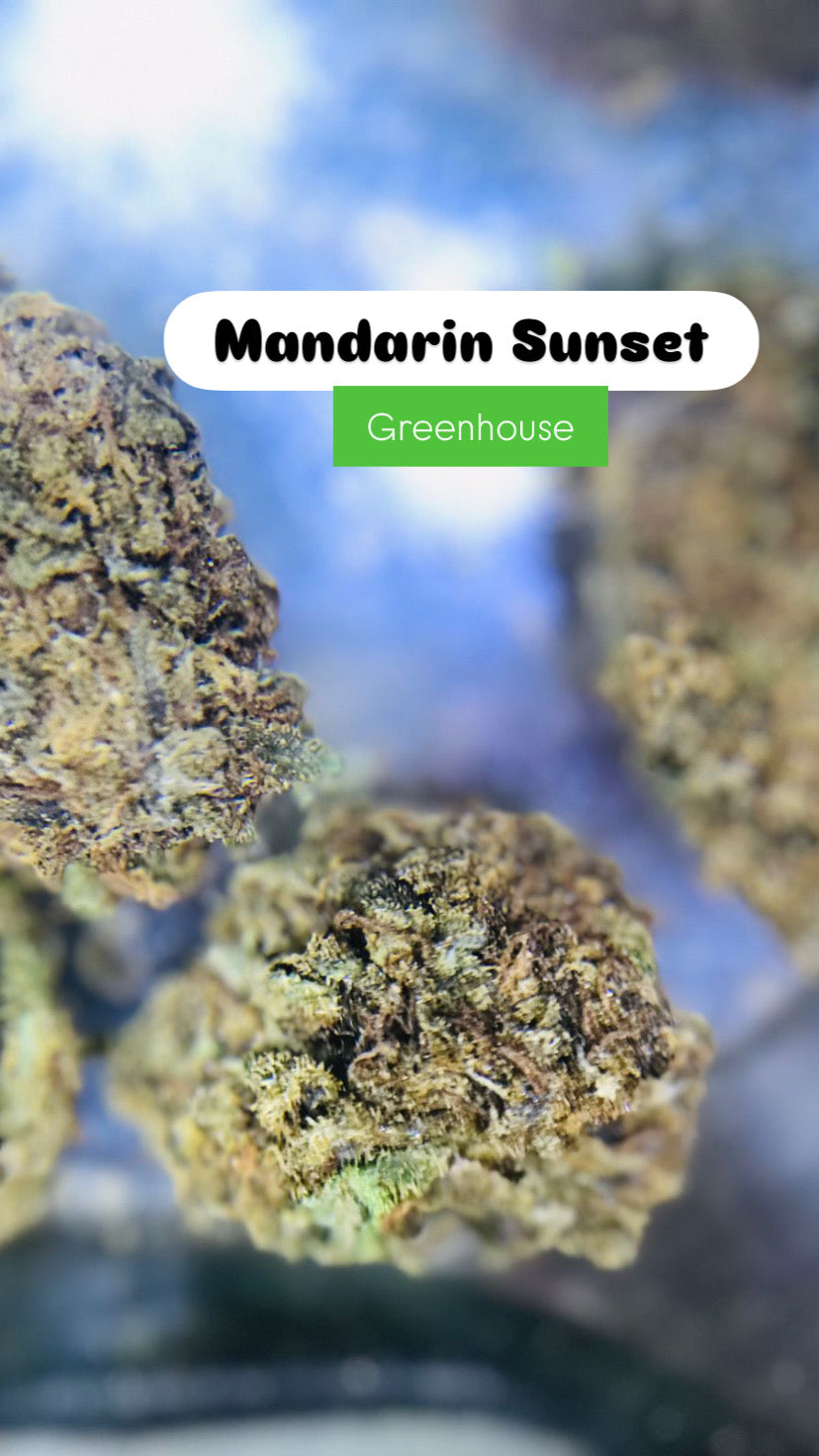 Mandarin Sunset Strain                        Cannabis Palace