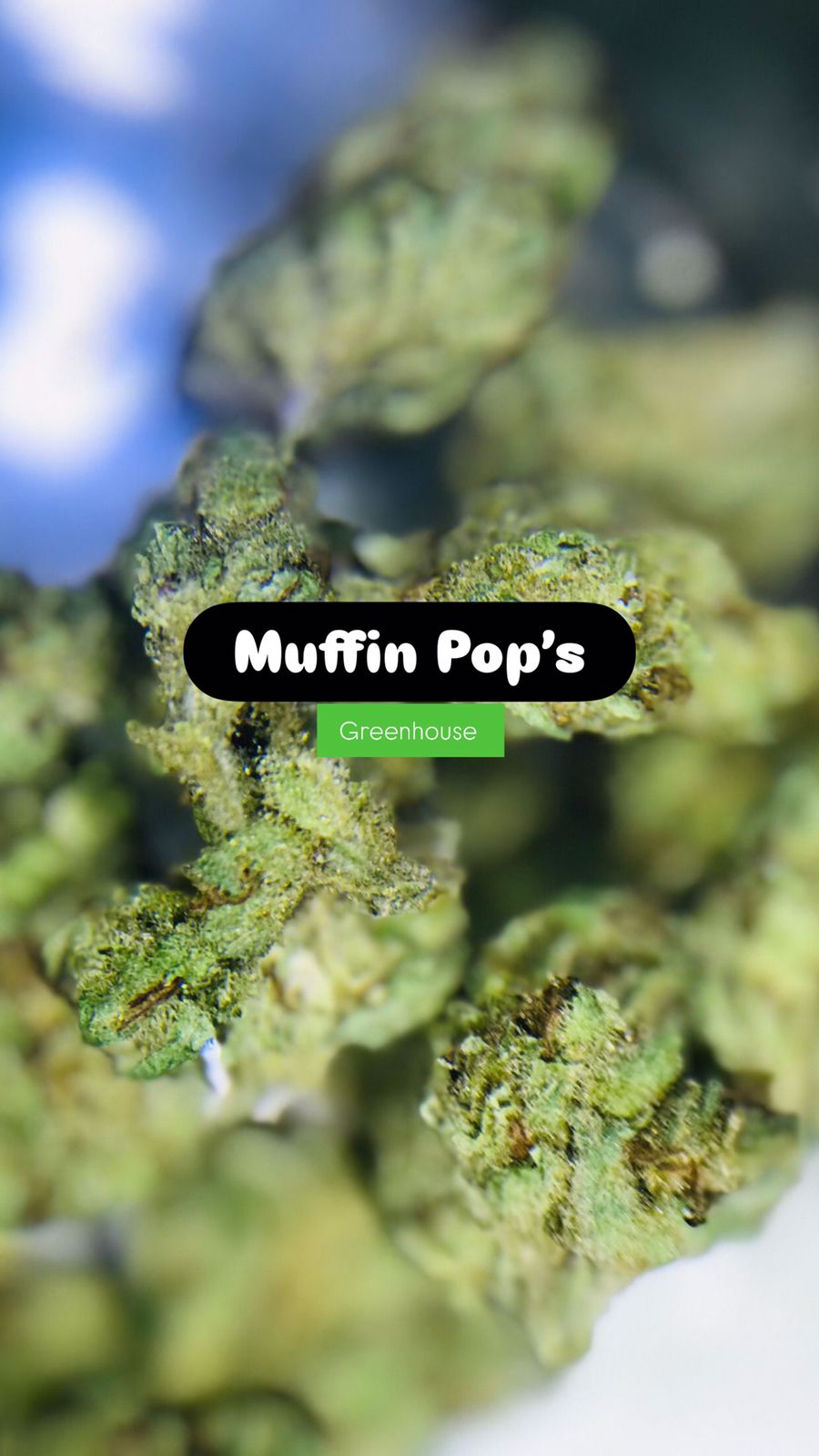 Muffin Pops Strain                                Cannabis Palace