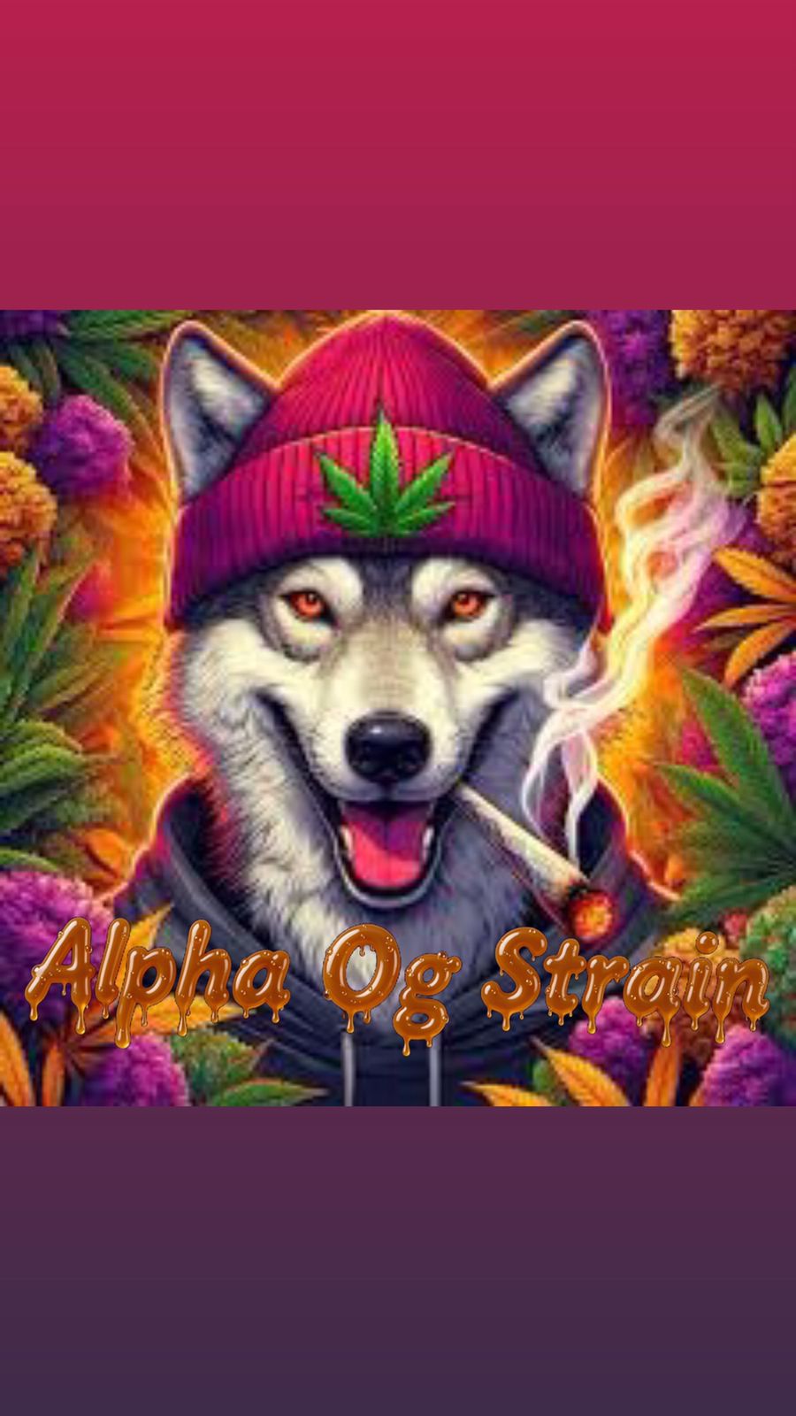 Alpha OG Strain                                    Cannabis Palace